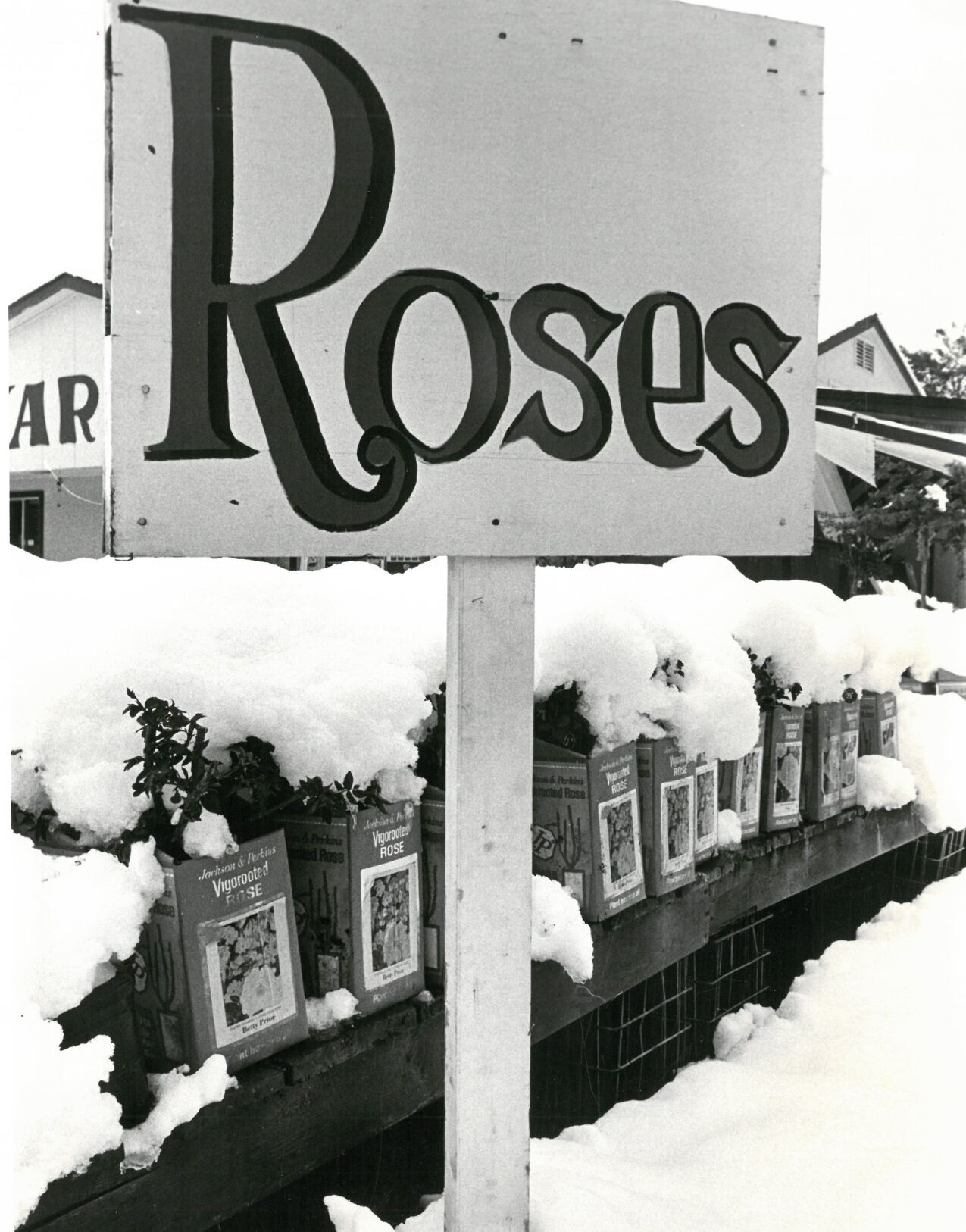 Late snow on a rose display, May 1977